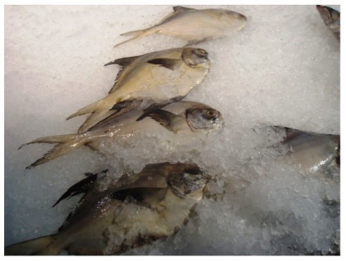 China Food Supermarket Frozen Fishes.