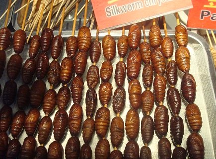 Chinese Food Fried Silkworm Chrysalis. 