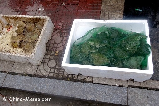 China Local Street Market Frogs